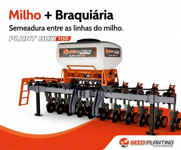 milho + braciaria